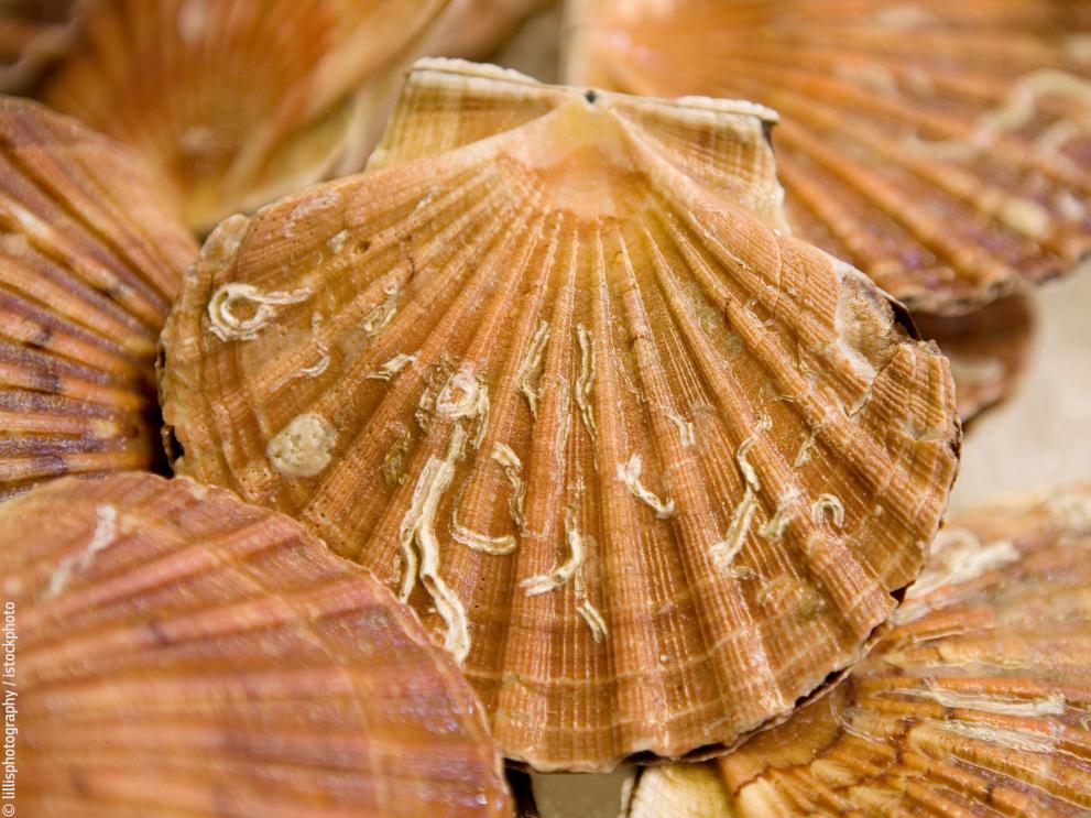iStock_000006194468-scallops